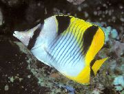 Falcula Butterflyfish prugasta Riba