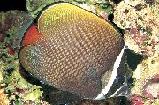 sást Fiskur Pakistan Butterflyfish (Chaetodon collare) mynd