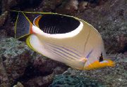 На Петна Риба Saddleback Butterflyfish (Chaetodon ephippium) снимка