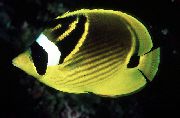 Ρακούν Butterflyfish Κίτρινος ψάρι