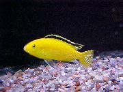geltonas Žuvis Elektros Geltona Ciklidinių (Labidochromis caeruleus) nuotrauka