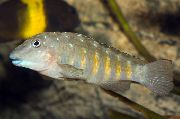 Смугастий Риба Танганікодус Ірсакае (Tanganicodus irsacae) фото