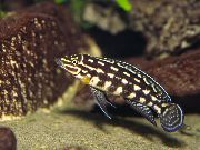 スポッティング フィッシュ Marlieriシクリッド (Julidochromis marlieri) フォト