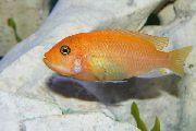 Червоний Риба Зебра Червона (Metriaclima estherae) фото