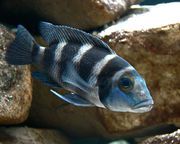 Gestreift Fisch Tretocephalus Buntbarsch (Lamprologus tretocephalus) foto