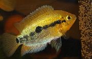 аквариумные рыбки Геротилапия мультиспиноза (Радужная цихлида) золотистый для аквариума, 