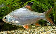 Alufolie Roten Schwanz Barb Silber Fisch
