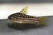 Петнист Риба Nanus Кори Котка (Corydoras nanus) снимка