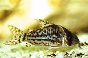 მყივანი თევზი Swartz ის Cory კატა (Corydoras schwartzi) ფოტო