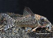 taškuotas Žuvis Corydoras Blochi  nuotrauka