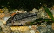 паласаты Рыба Коридорас Балівійскі (Сомик Балівійскі) (Corydoras bilineatus) фота