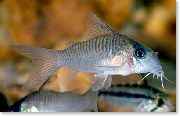 Сребро Риба Corydoras Guianensis  снимка