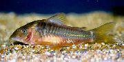 aquarium fish Elongate Bronze Cory Corydoras melanotaenia gold