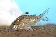 Στίγματα ψάρι Λεοπάρδαλη Cory (Corydoras leopardus) φωτογραφία
