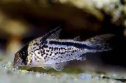 Tečkovaný Ryby Corydoras Loxozonus  fotografie