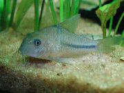 Зеленуватий Риба Коридорас Наттерера (Синьосмугі Сомик) (Corydoras nattereri) фото