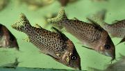 Getupft Fisch Corydoras Punctatus  foto