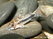 Смугастий Риба Коридорас Хабросус (Corydoras habrosus) фото