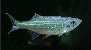 Rayé poisson Malabar Danio (Danio malabaricus) photo