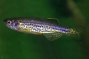 Плямистий Риба Даніо Леопардовий (Brachydanio frankei) фото
