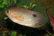 Or poisson Ceylon Combtai (Belontia signata) photo