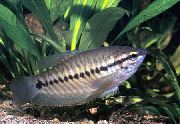 ზოლიანი თევზი Snakeskin Gourami (Trichogaster pectoralis) ფოტო