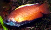წითელი თევზი თაფლი Gourami (Trichogaster chuna) ფოტო