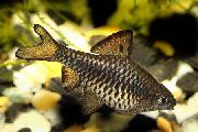 Ασήμι ψάρι Καρό Δοντιού (Barbus oligolepis, Puntius oligolepis) φωτογραφία