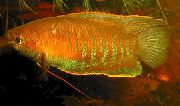 Gold Fisch Dicke Lippen Gourami (Colisa labiosa) foto