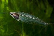 Genomskinlig Fisk Glas Havskatt (Kryptopterus bicirrhis) foto