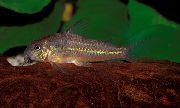 Brązowy Ryba Prionotos Scleromystax (Scleromystax prionotos) zdjęcie