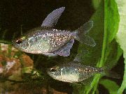 gümüş Balık Elmas Tetra (Moenkhausia pittieri) fotoğraf