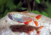 Silber Fisch Rautenflecksalmler (Hyphessobrycon anisitsi, Hemigrammus caudovittatus) foto