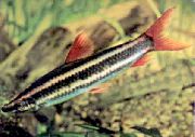 pruhované Ryby Pruhované Anostomus (Anostomus anostomus) fotografie