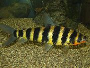 Randig Fisk Svart Banded Leporinus (Leporinus fasciatus) foto