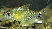 Сріблястий Риба Астіанакс Леопольди (Astyanax leopoldi) фото