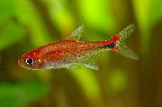 Rot Fisch Rubi Tetra (Axelrodia riesei) foto