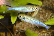 ღია ლურჯი თევზი ლურჯი Tetra (Boehlkea fredcochui (Microbrycon cochui)) ფოტო