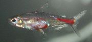 Argent poisson Rouge Sang Tétra (Brittanichthys axelrodi) photo