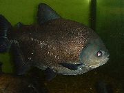 Negro Pescado Pacú Negro (Colossoma macropomum) foto