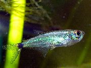Silber Fisch  (Gnathocharax steindachneri) foto