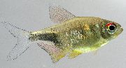 Aur Pește Granat Tetra, Tetra Destul De (Hemigrammus pulcher) fotografie