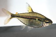 sidabras Žuvis Tetra Ulrey (Hemigrammus ulreyi (Tetragonopterus ulreyi)) nuotrauka