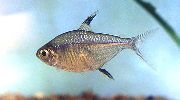 Сріблястий Риба Тетра Однополосая (Тетра Тринідадський) (Hemigrammus unilineatus) фото