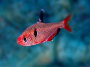 წითელი თევზი Serpae Tetra (Hyphessobrycon eques) ფოტო