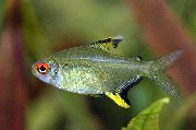 Aur Pește Lamaie Tetra (Hyphessobrycon pulchripinnis) fotografie
