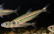 aquarium fish Iguanodectes adujai Iguanodectes adujai striped