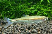 Iguanodectes Spilurus Guld Fisk