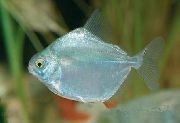 sidabras Žuvis Sidabro Doleris Tetra (Metynnis argenteus) nuotrauka