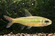 aquarium fish Colletts tetra Moenkhausia collettii gold